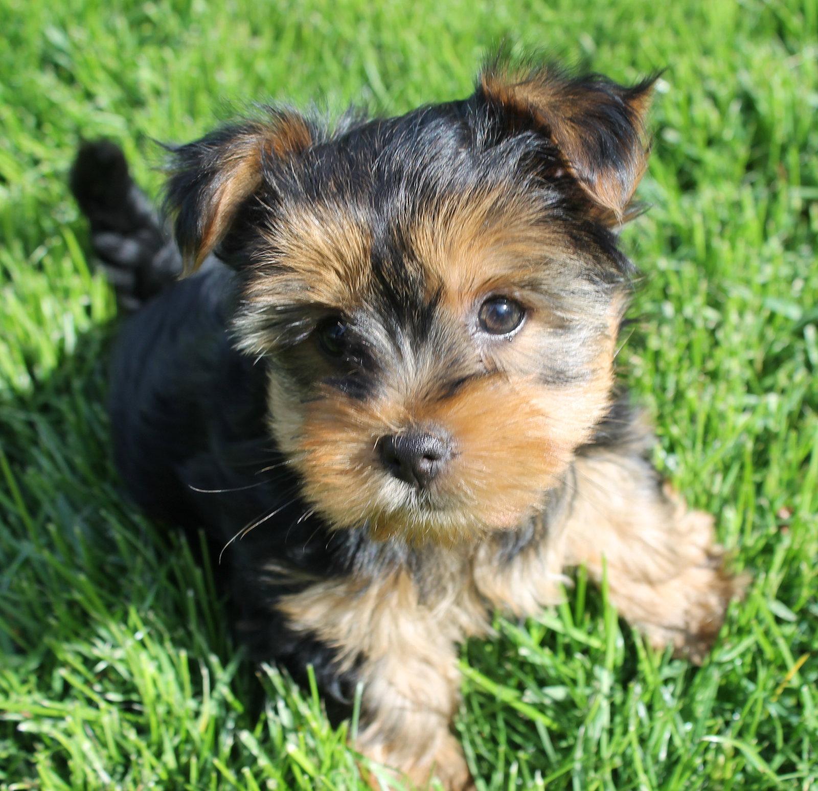 Pearl - Wiry Coat, a Adopted mixed breed in London, ON image 1/3