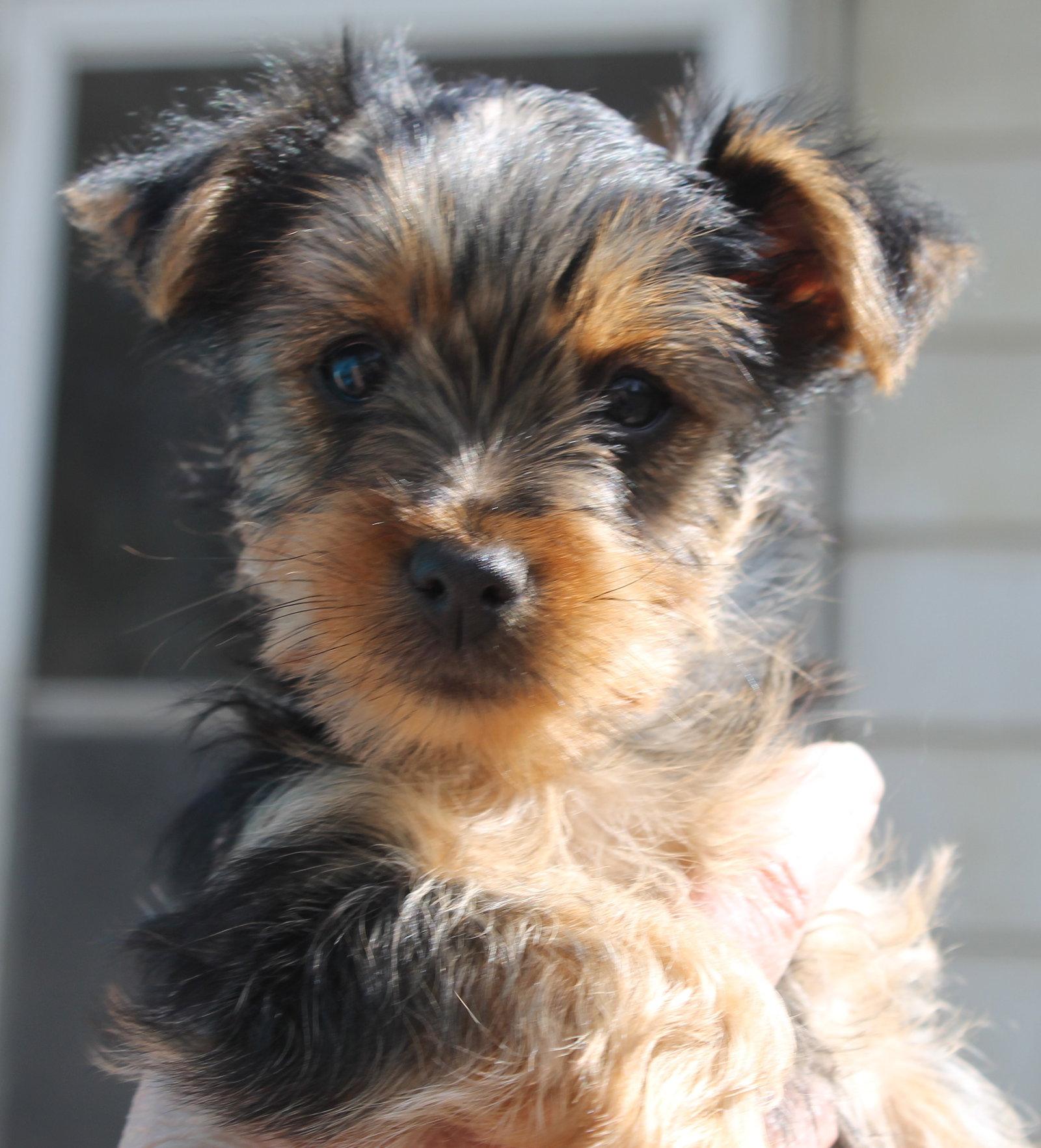 Pearl - Wiry Coat, a Adopted mixed breed in London, ON image 2/3