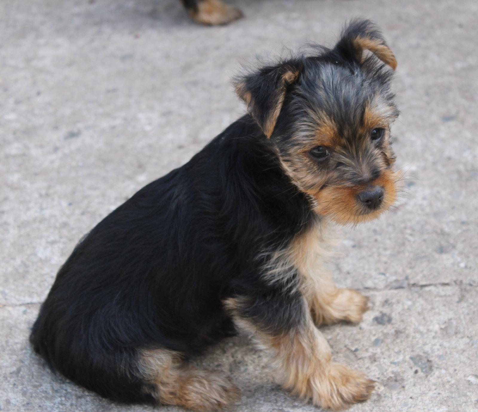 Pearl - Wiry Coat, a Adopted mixed breed in London, ON image 3/3