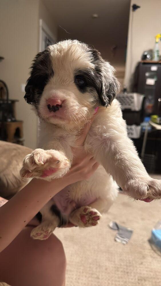 King Sombra, Adoptable, Puppy Male Collie & Shepherd.