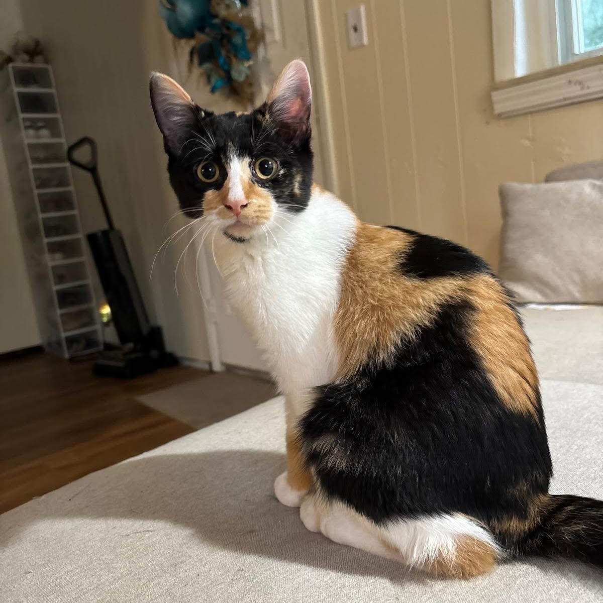 Luna, a Adoptable Domestic Short Hair in Midland, MI image 1/4