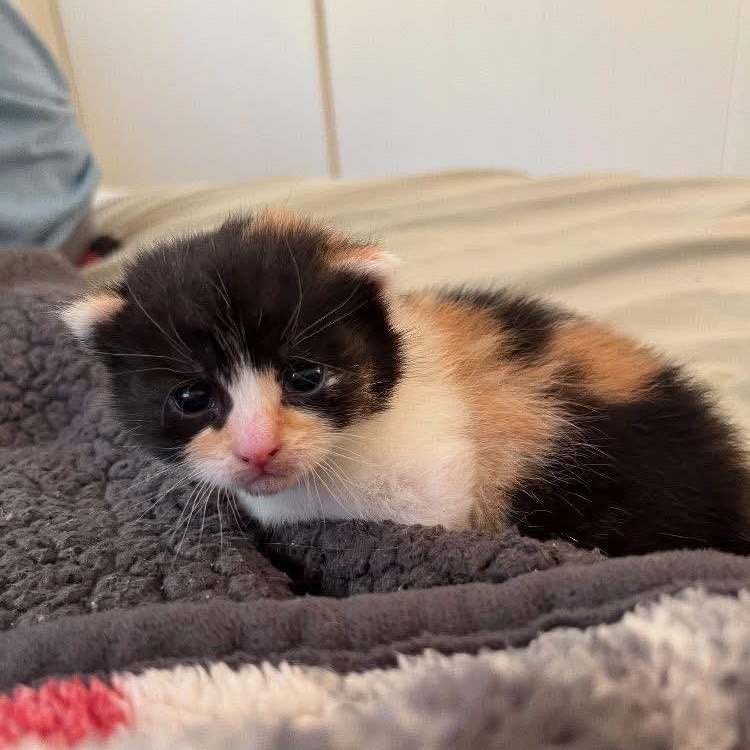 Luna, a Adoptable Domestic Short Hair in Midland, MI image 4/4