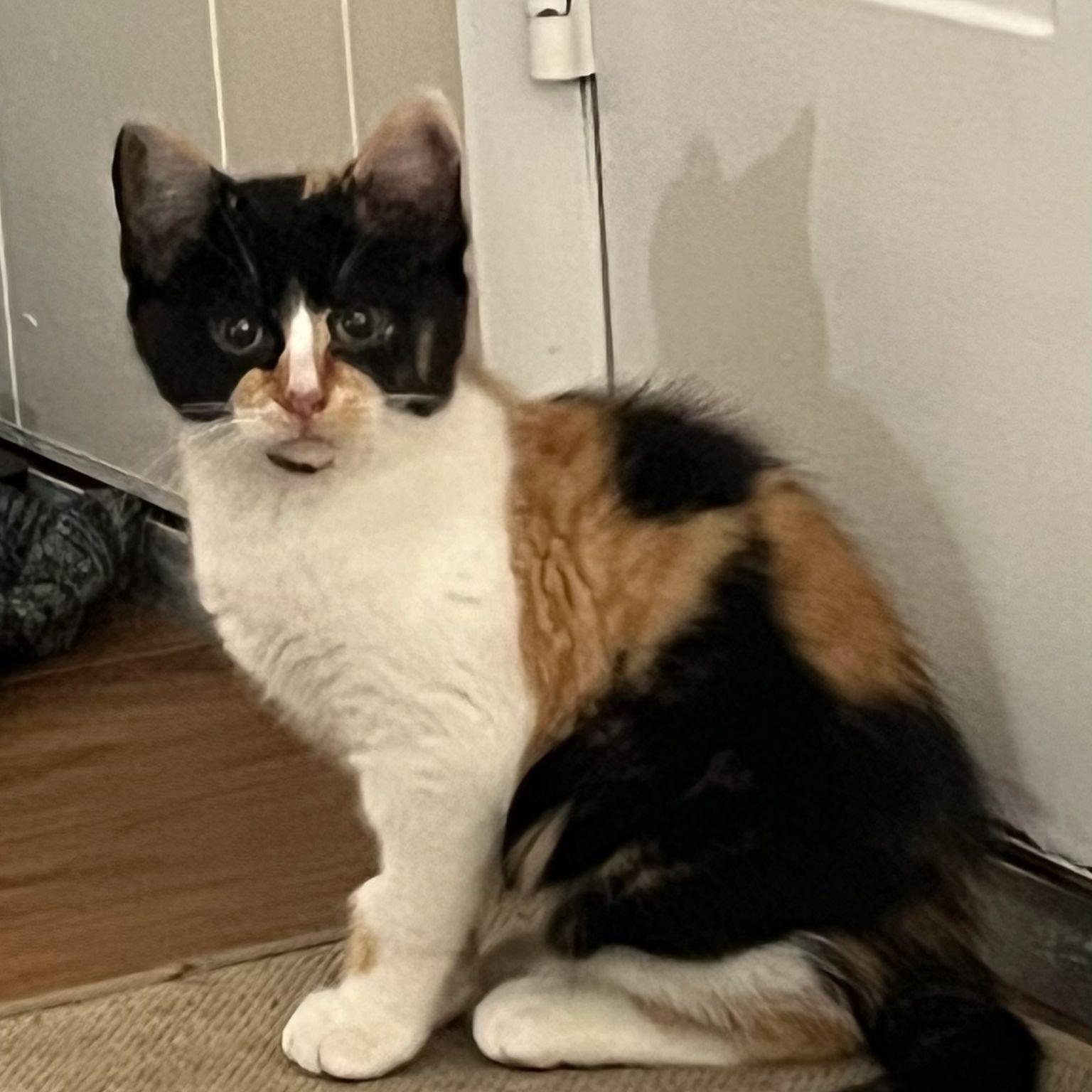 Luna, a Adoptable Domestic Short Hair in Midland, MI image 3/4