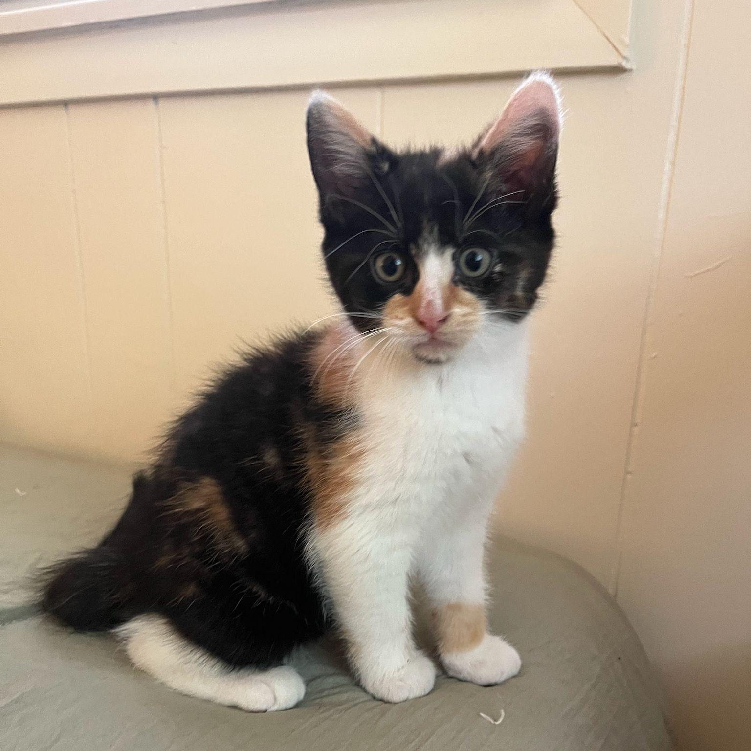 Luna, a Adoptable Domestic Short Hair in Midland, MI image 2/4