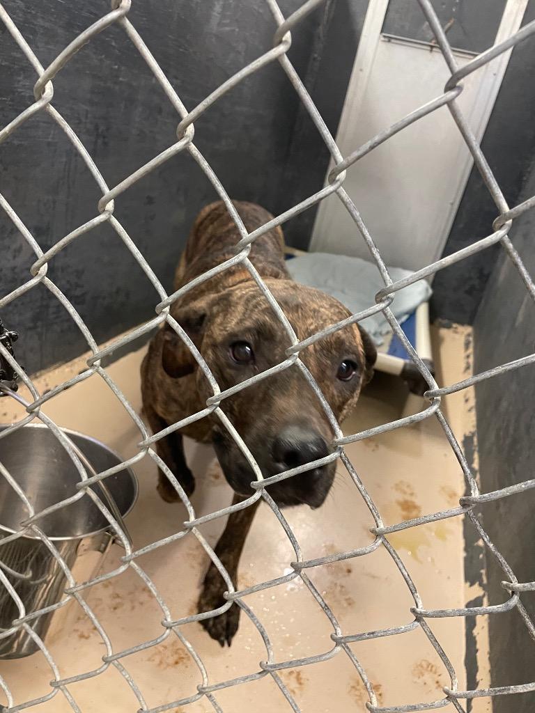 Mindy, Adoptable, Adult Female Terrier.