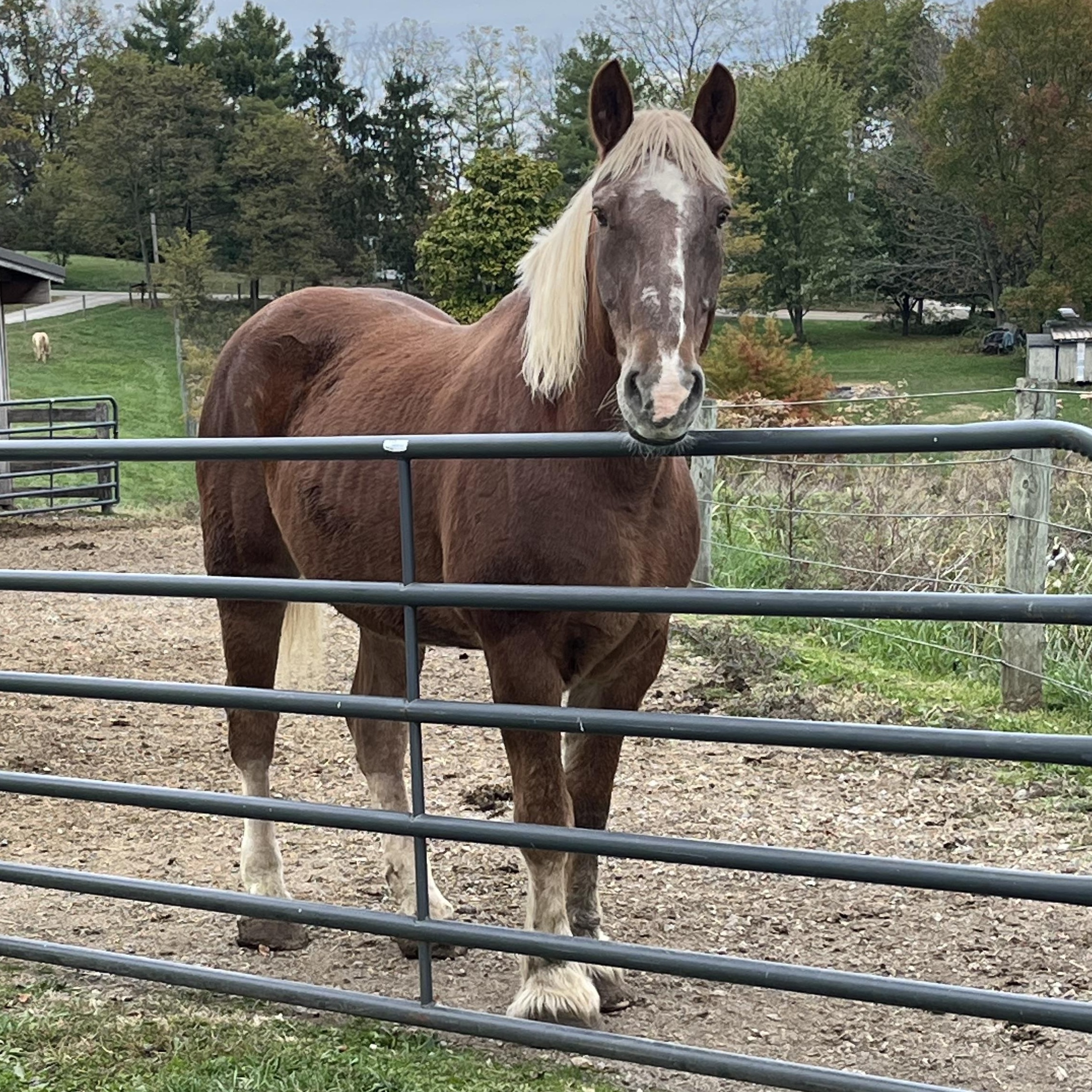Enlarge Binah, a Adoptable Belgian in Athens, OH image 1/2
