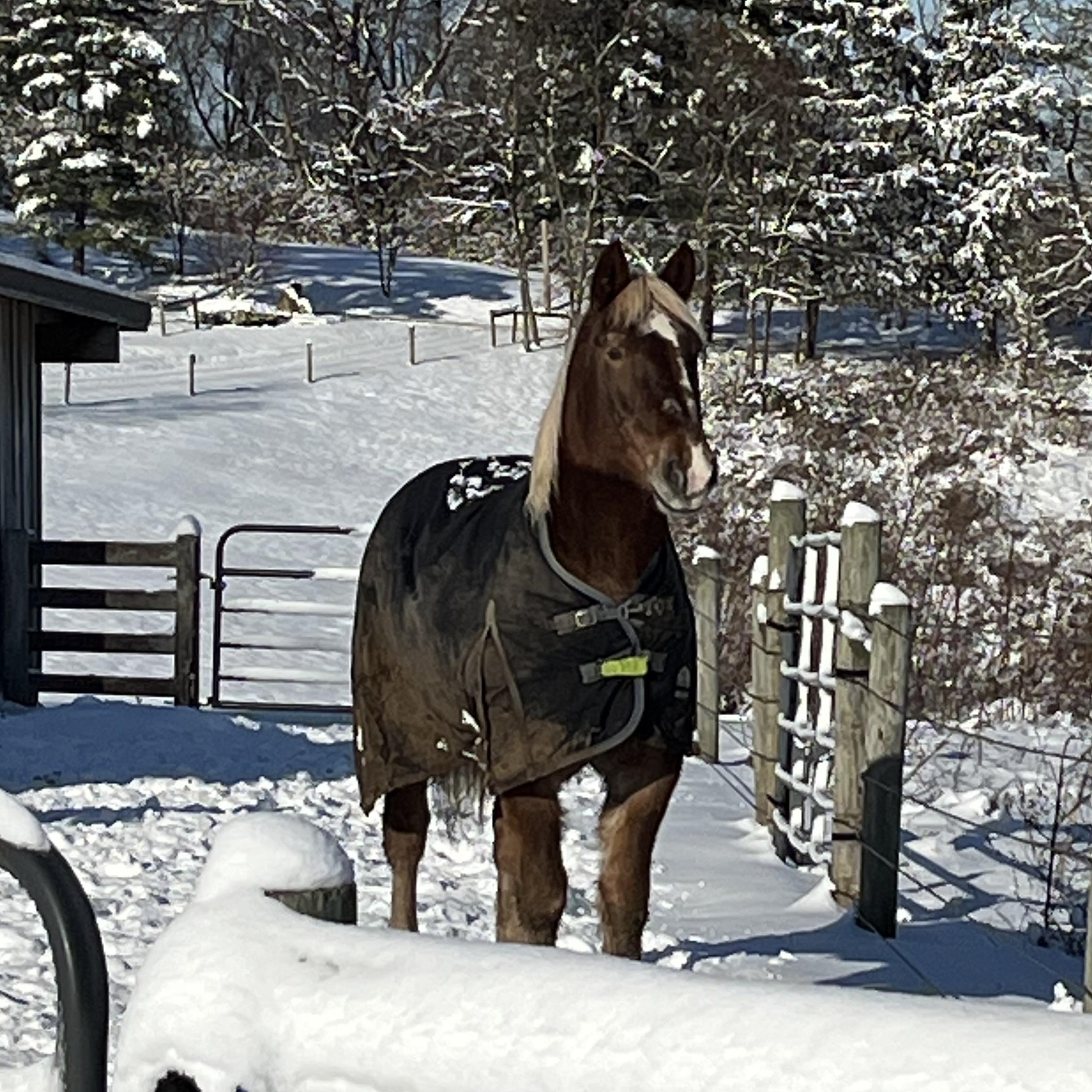 Enlarge Binah, a Adoptable Belgian in Athens, OH image 1/3