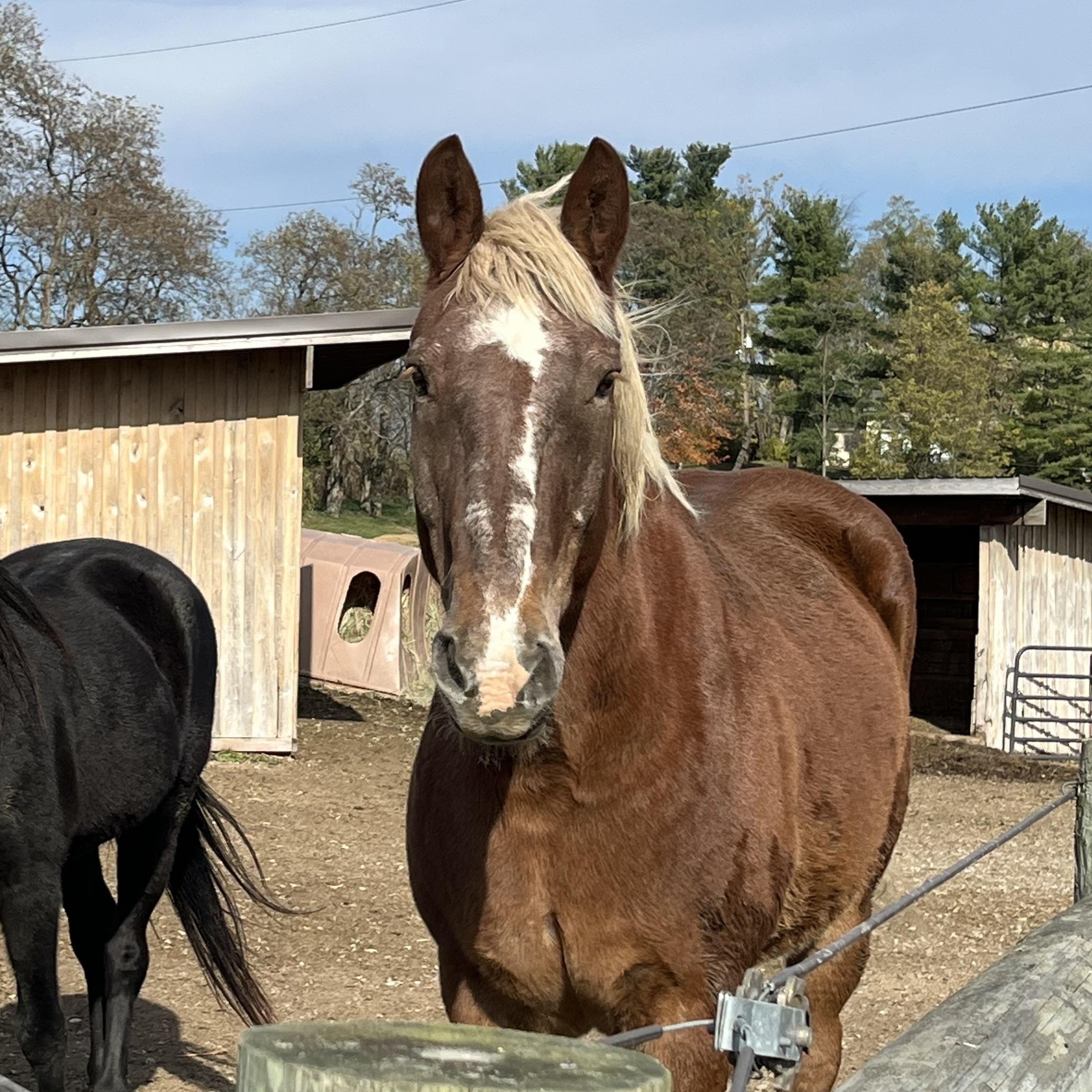 Enlarge Binah, a Adoptable Belgian in Athens, OH image 2/2