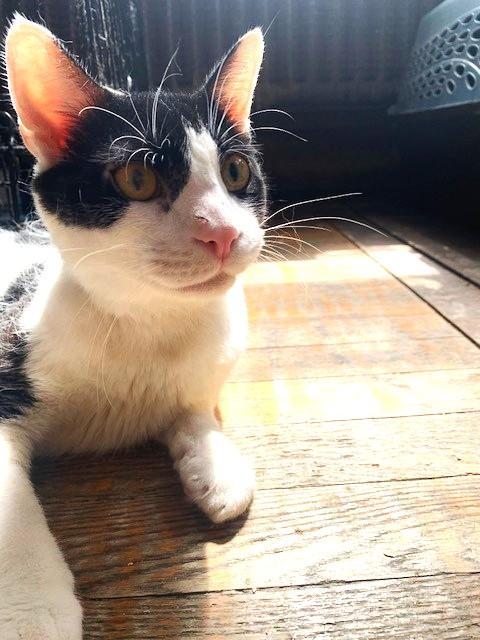 Ollie, a Adoptable Domestic Short Hair in New York, NY image 2/4