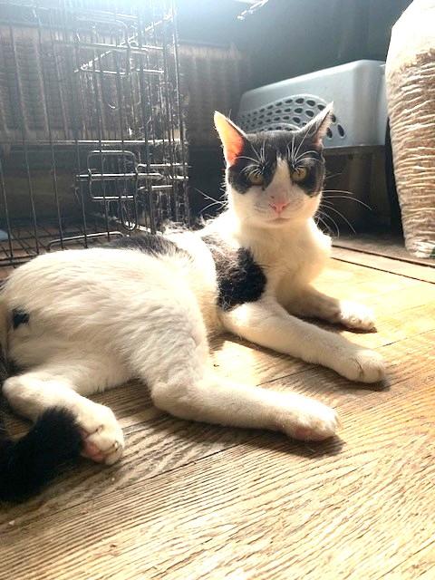 Ollie, a Adoptable Domestic Short Hair in New York, NY image 3/4