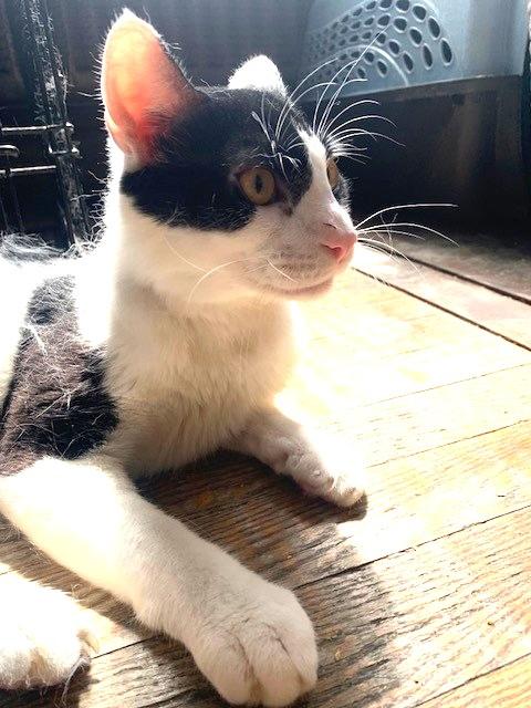 Ollie, a Adoptable Domestic Short Hair in New York, NY image 4/4