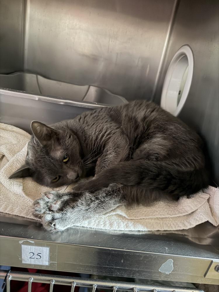 Beatrice, Adoptable, Adult Female Domestic Short Hair.