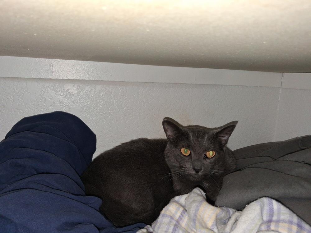 Enlarge Beatrice, a Adoptable mixed breed in Stockton, CA image 1/1