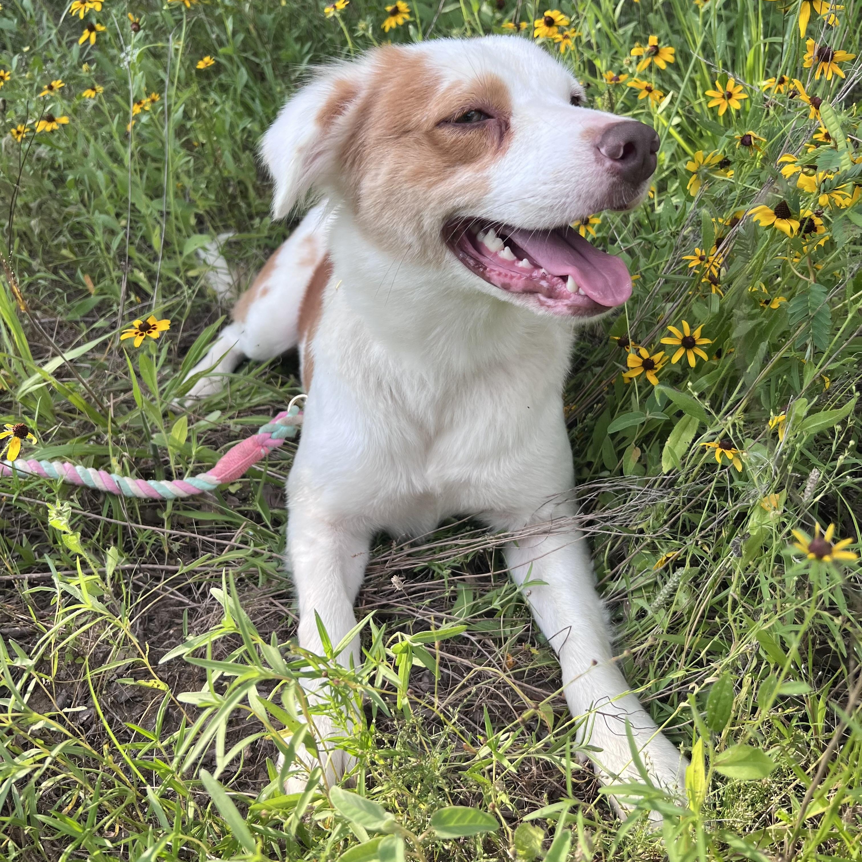 Enlarge Coffee, a Adoptable mixed breed in Bloomsburg, PA image 5/5