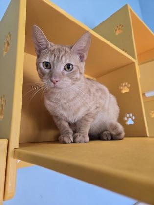 Chicken, Adoptable, Adult Male Domestic Short Hair & Domestic Short Hair.