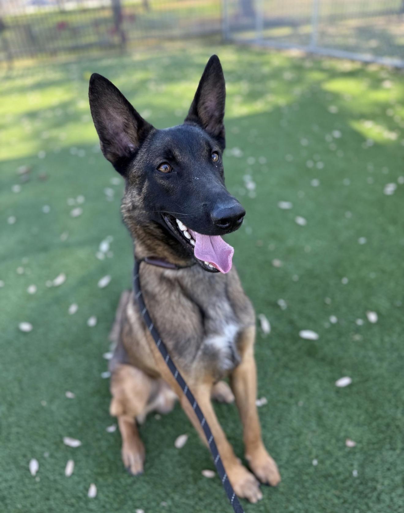 Rüzgar, Adoptable, Young Male Belgian Shepherd / Malinois.