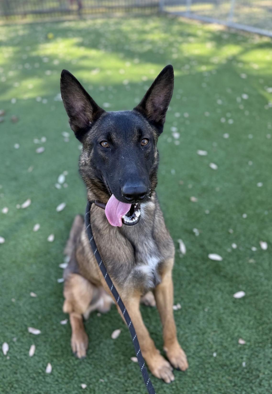 Enlarge Rüzgar, a Adoptable Belgian Shepherd / Malinois in Vancouver, WA image 2/3