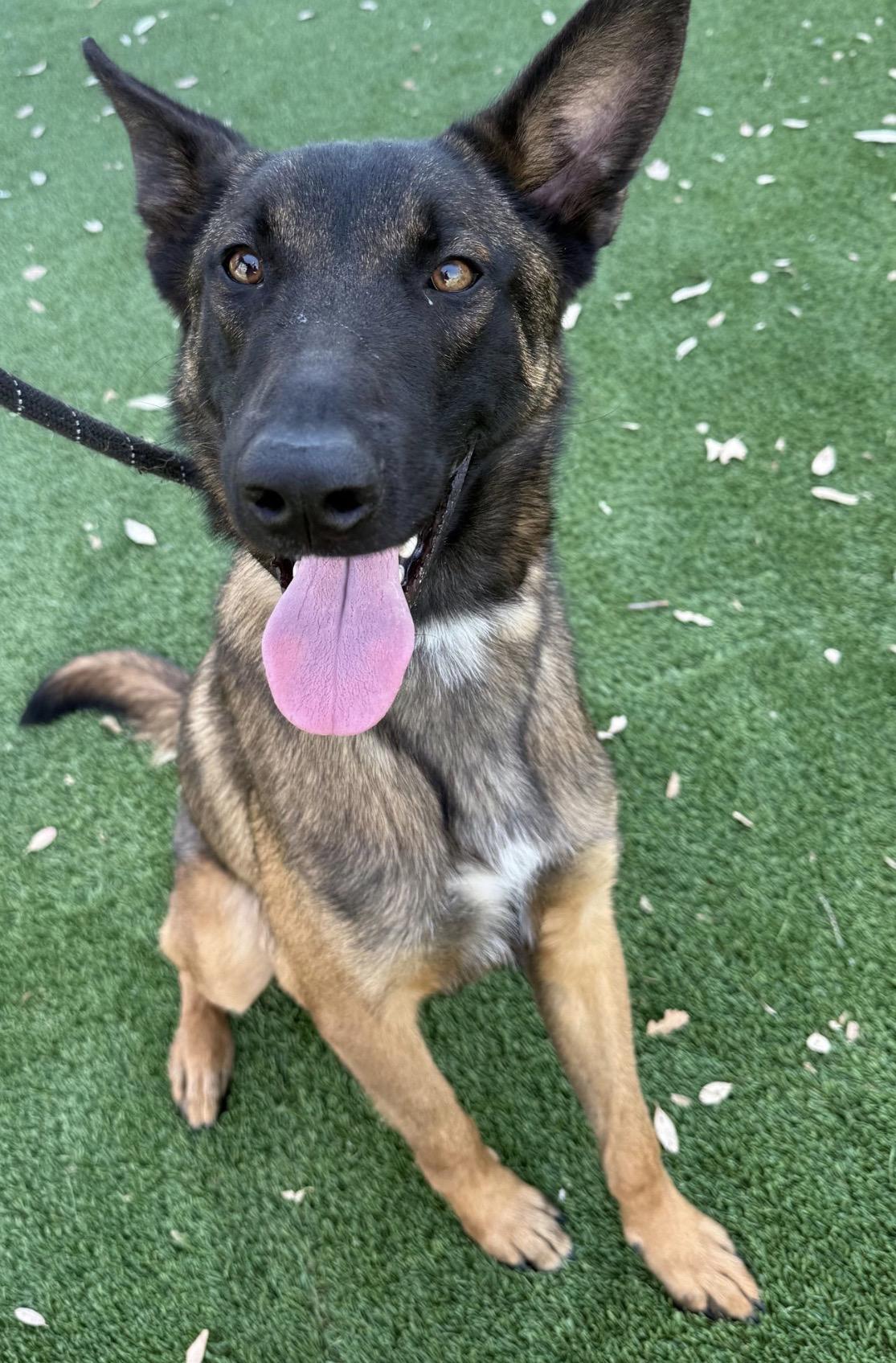 Enlarge Rüzgar, a Adoptable Belgian Shepherd / Malinois in Vancouver, WA image 3/3
