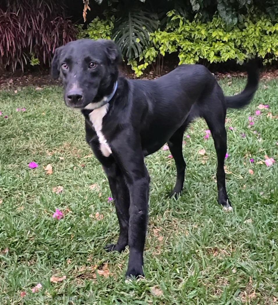 Enlarge Sammy, a ADOPTABLE mixed breed in San Francisco, CA image 1/2