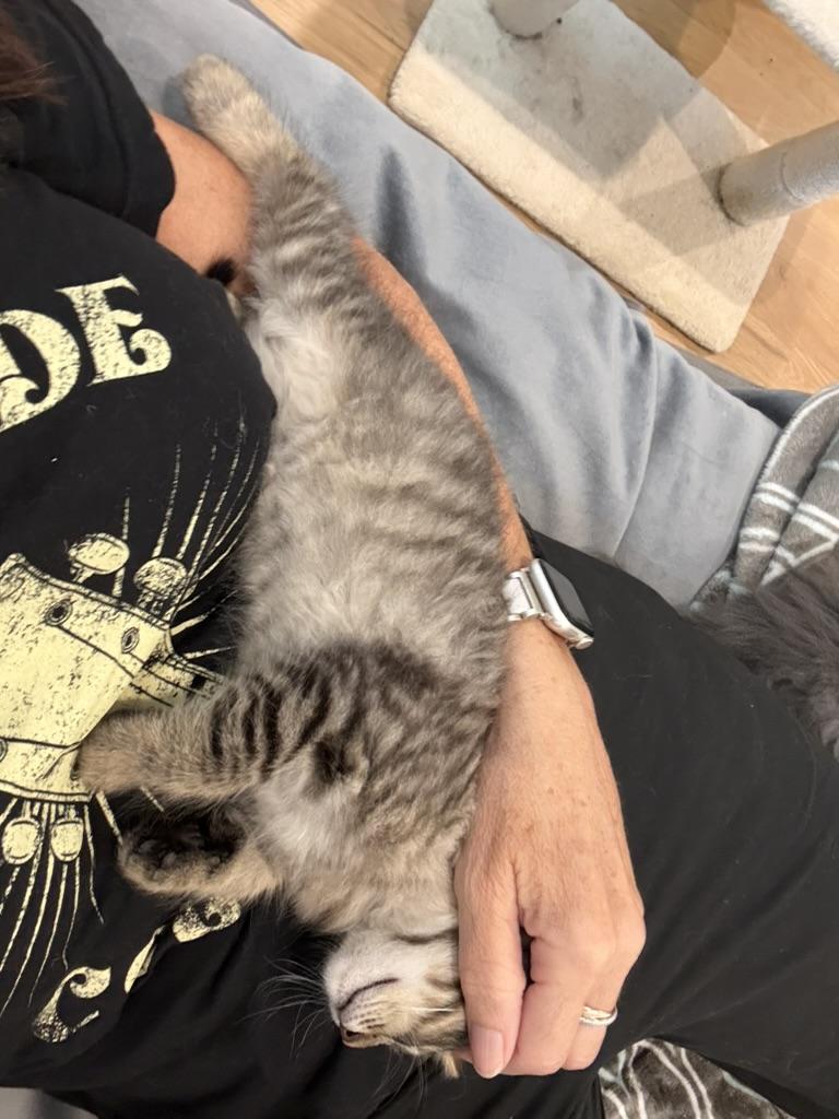 Enlarge Potato, an adopted Domestic Long Hair in Fort Worth, TX image 3/4