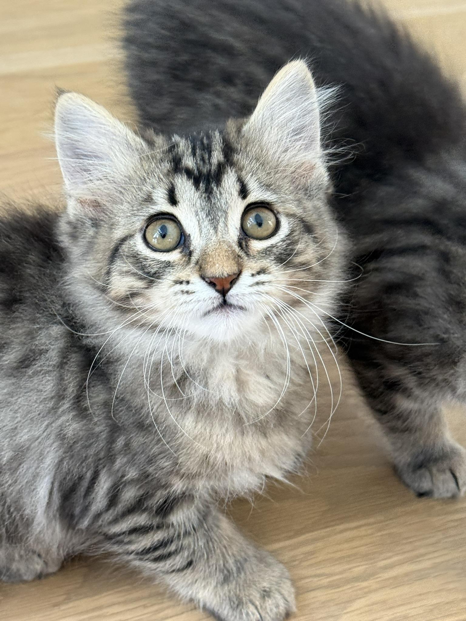 Enlarge Potato, an adopted Domestic Long Hair in Fort Worth, TX image 2/4