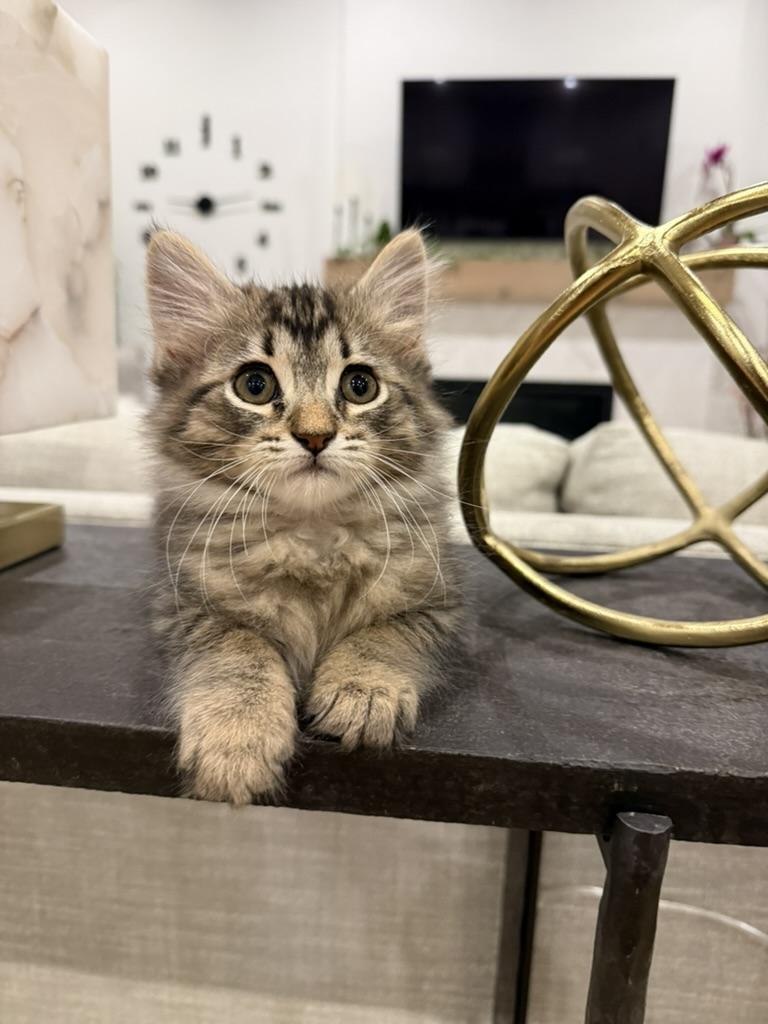 Potato, adopted, Kitten Male Domestic Long Hair.