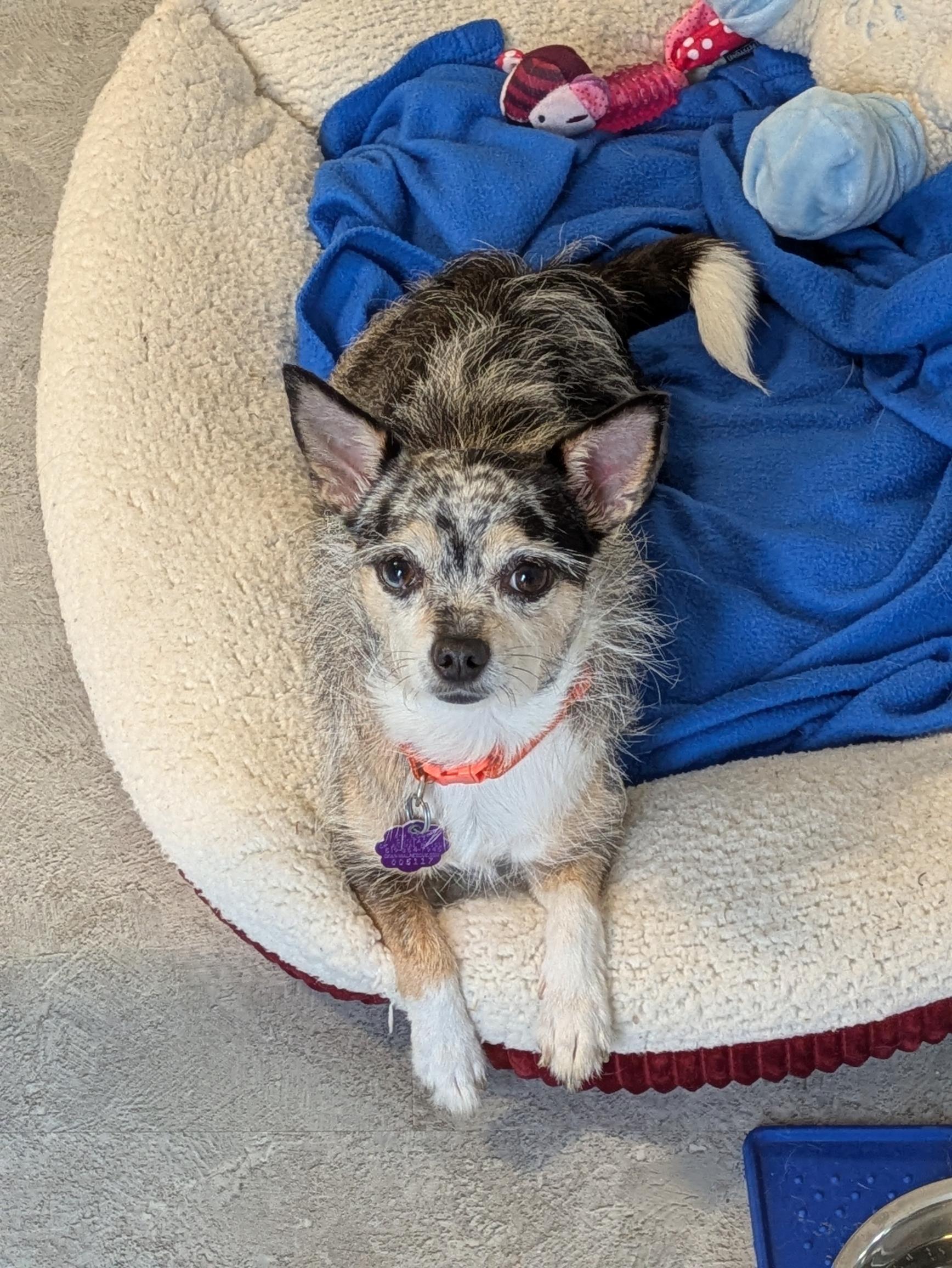 Enlarge Luna, a ADOPTABLE mixed breed in Chatham, ON image 4/6