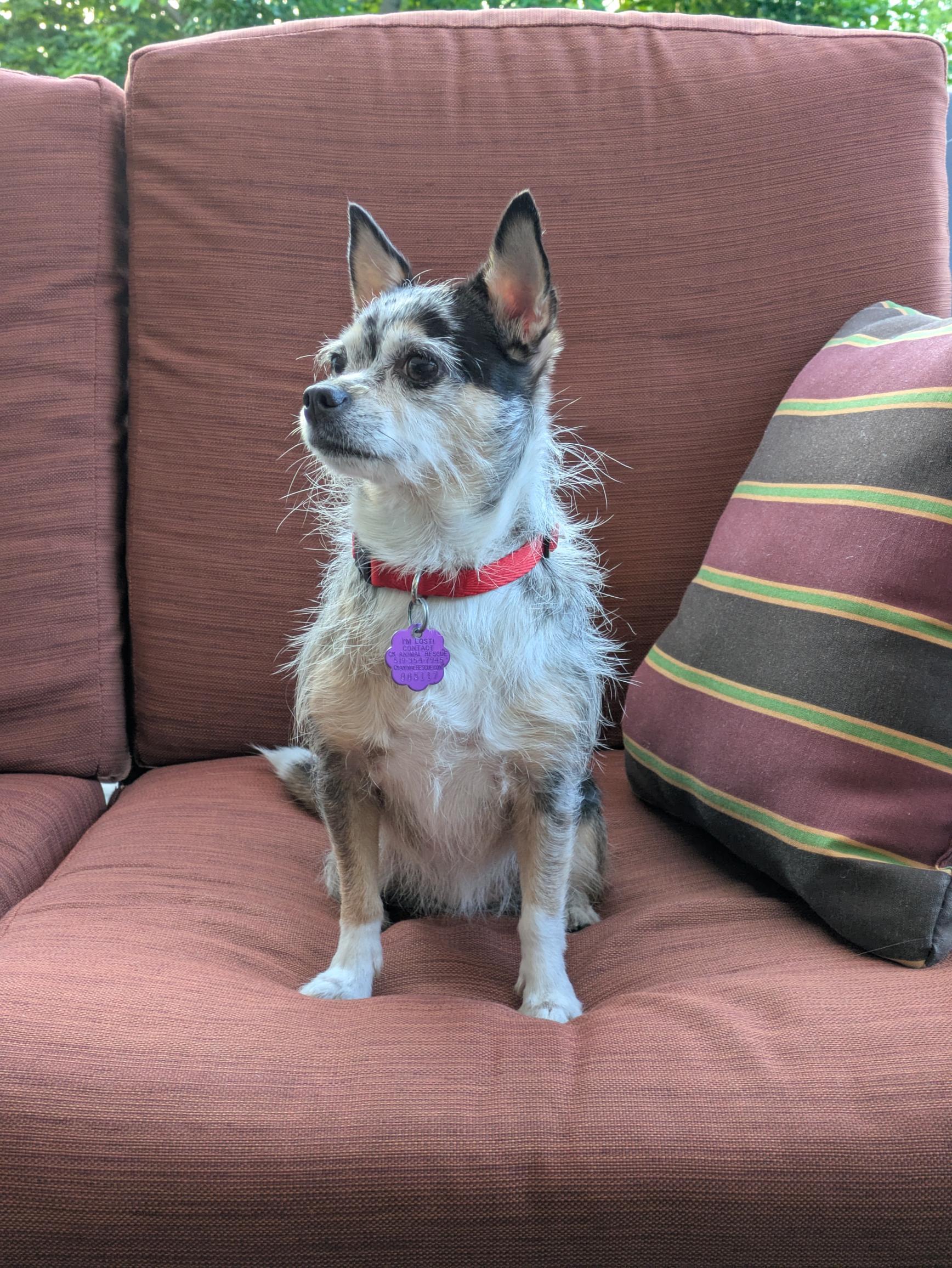 Enlarge Luna, a ADOPTABLE mixed breed in Chatham, ON image 6/6