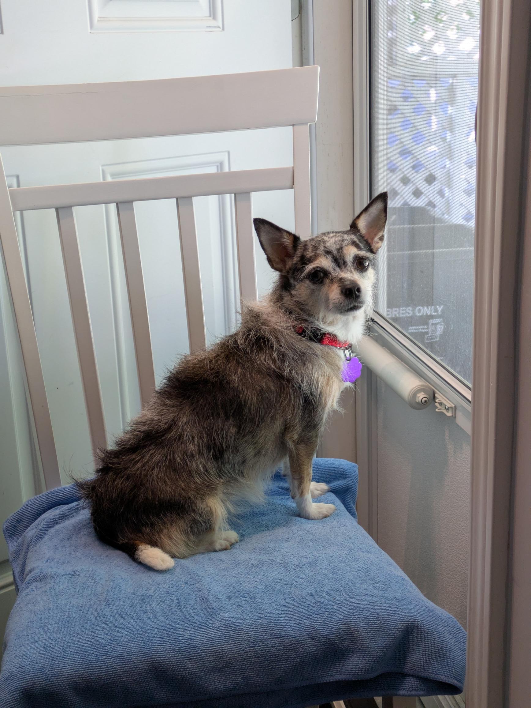 Luna, ADOPTABLE, Adult Female Chihuahua.