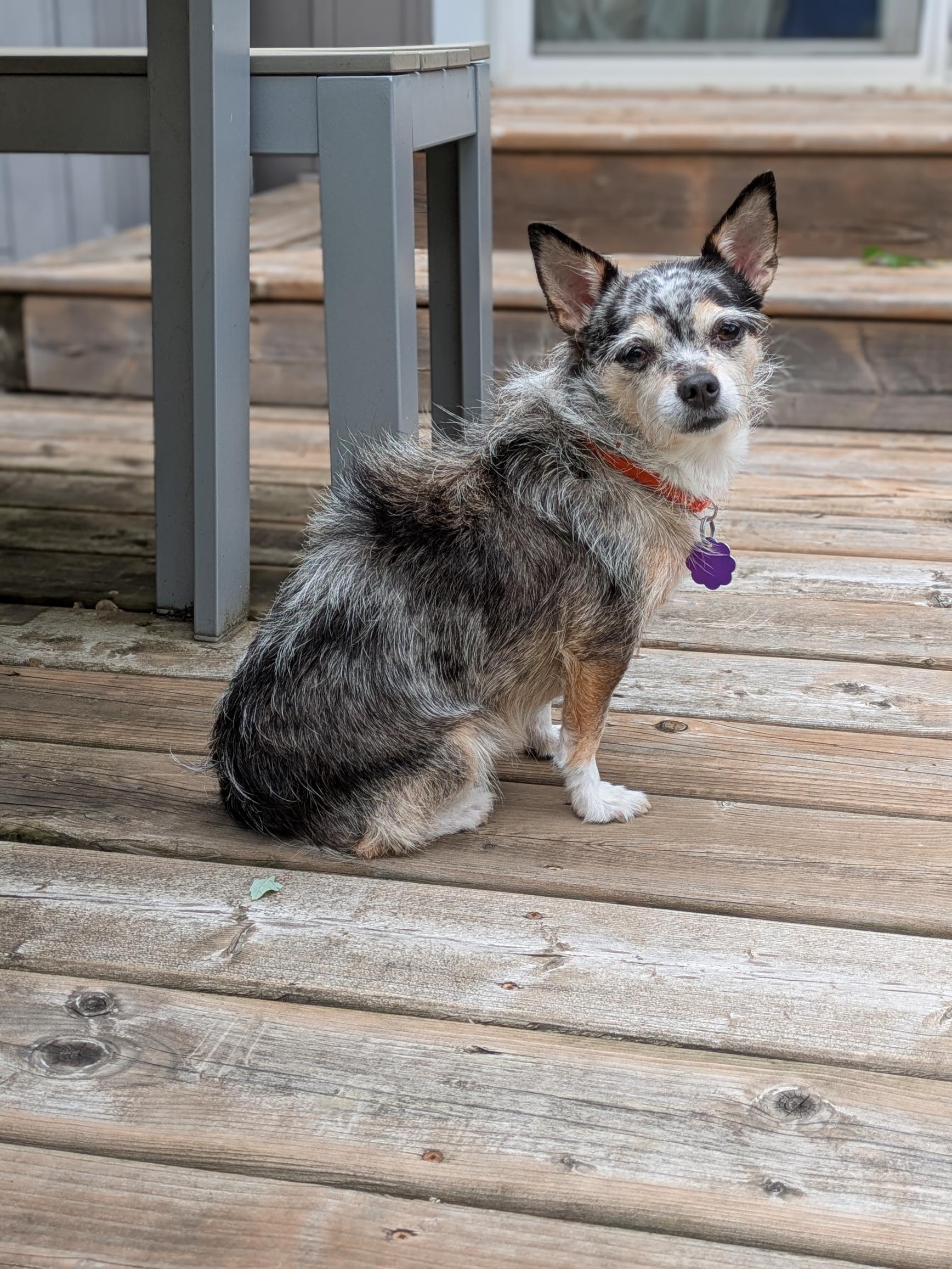 Enlarge Luna, a ADOPTABLE mixed breed in Chatham, ON image 2/6