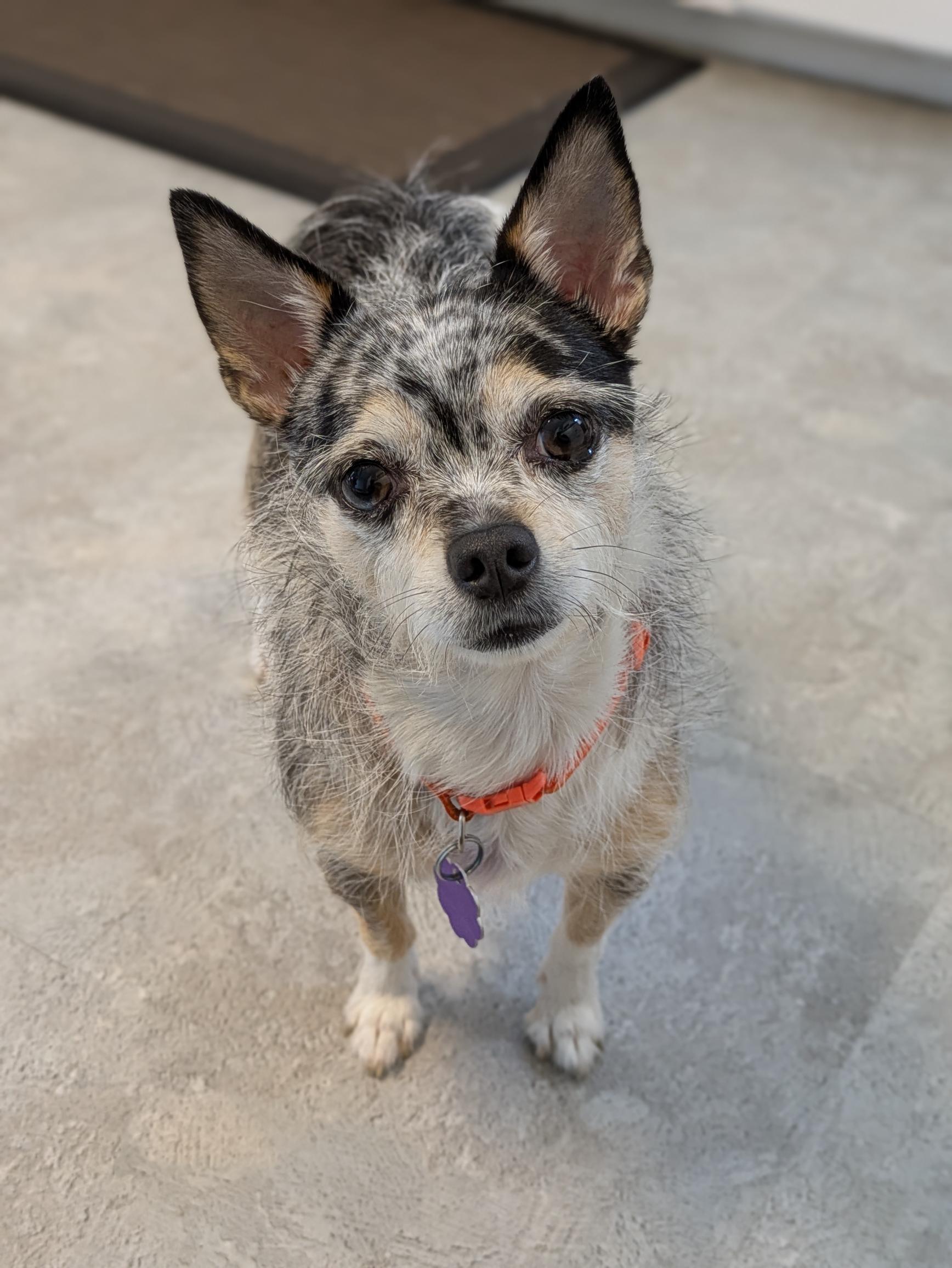 Enlarge Luna, a ADOPTABLE mixed breed in Chatham, ON image 3/6