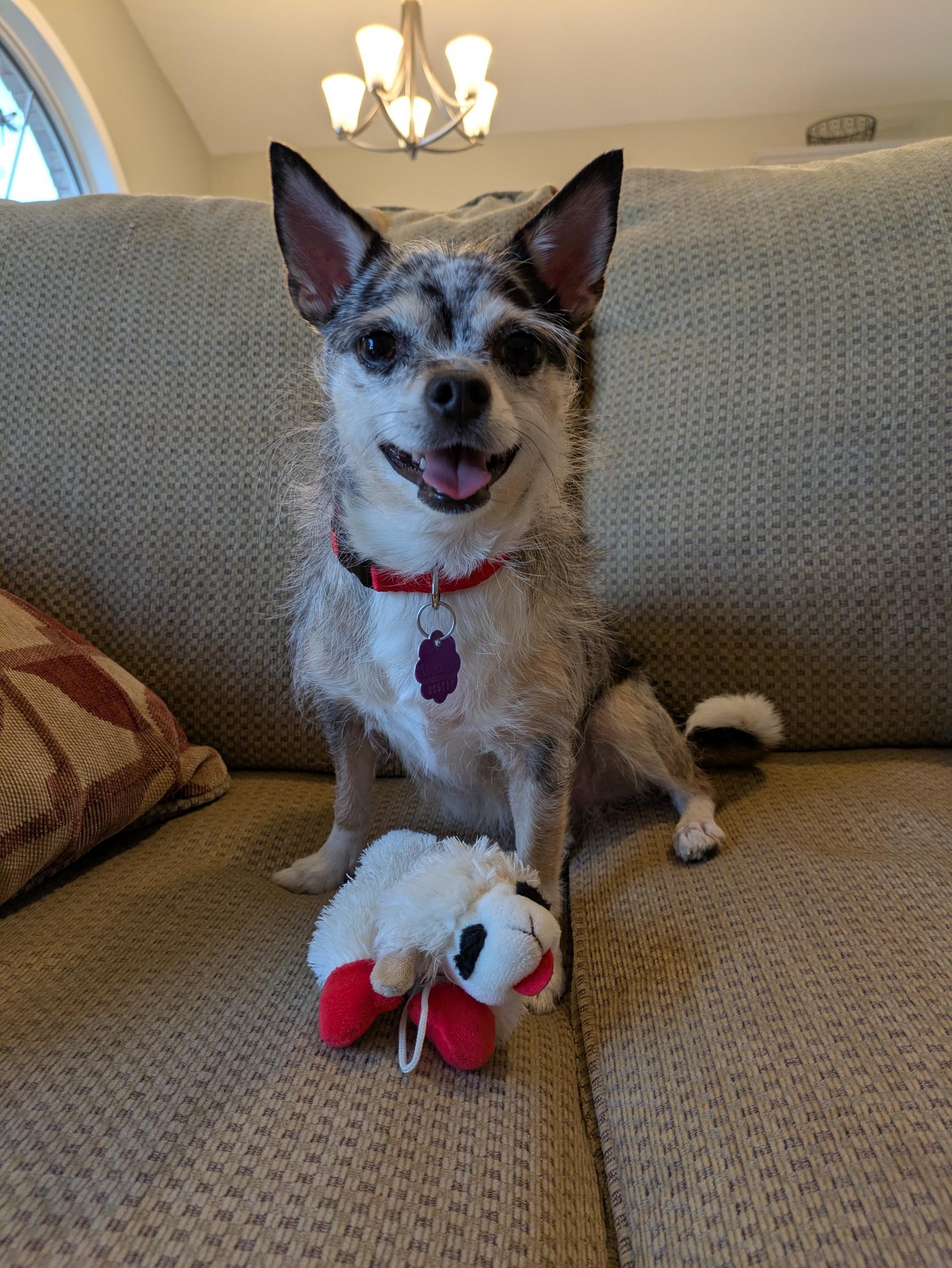 Luna, ADOPTABLE, Adult Female Chihuahua.