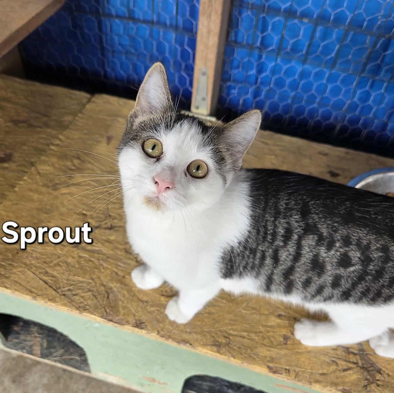 Sprout