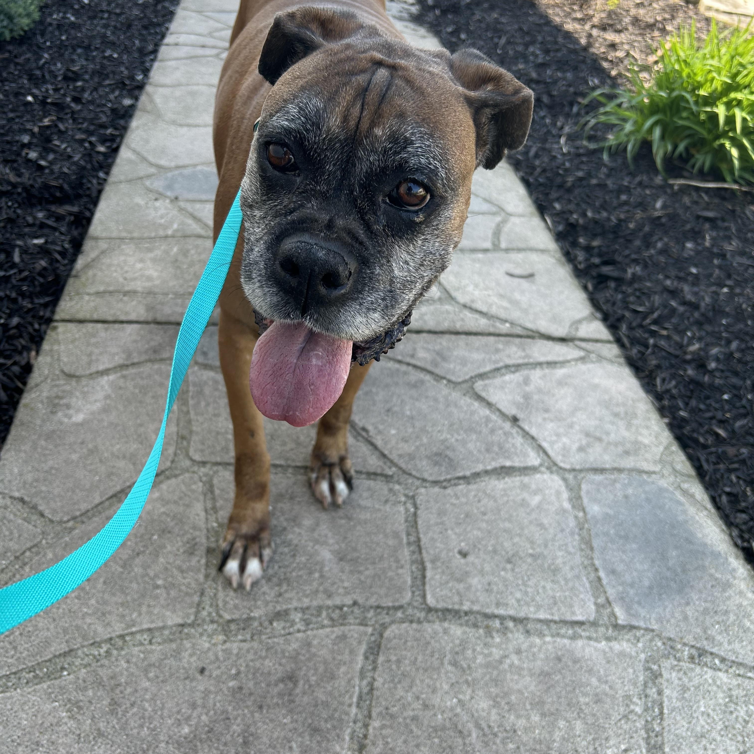 Boxer Daisey , Adoptable, Adult Female Boxer.