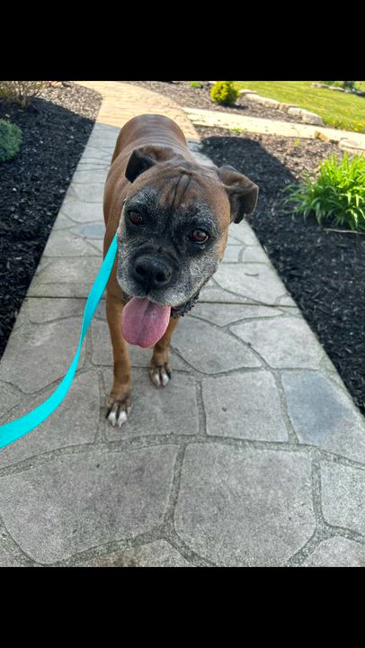Enlarge Boxer Daisey , a Adoptable Boxer in Antwerp, OH video 4/4