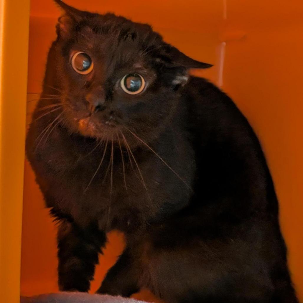 Enlarge Beetle, a Adoptable American Shorthair in Houston, TX image 1/6