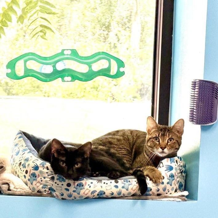 Beetle, a Adoptable American Shorthair in Houston, TX image 2/6