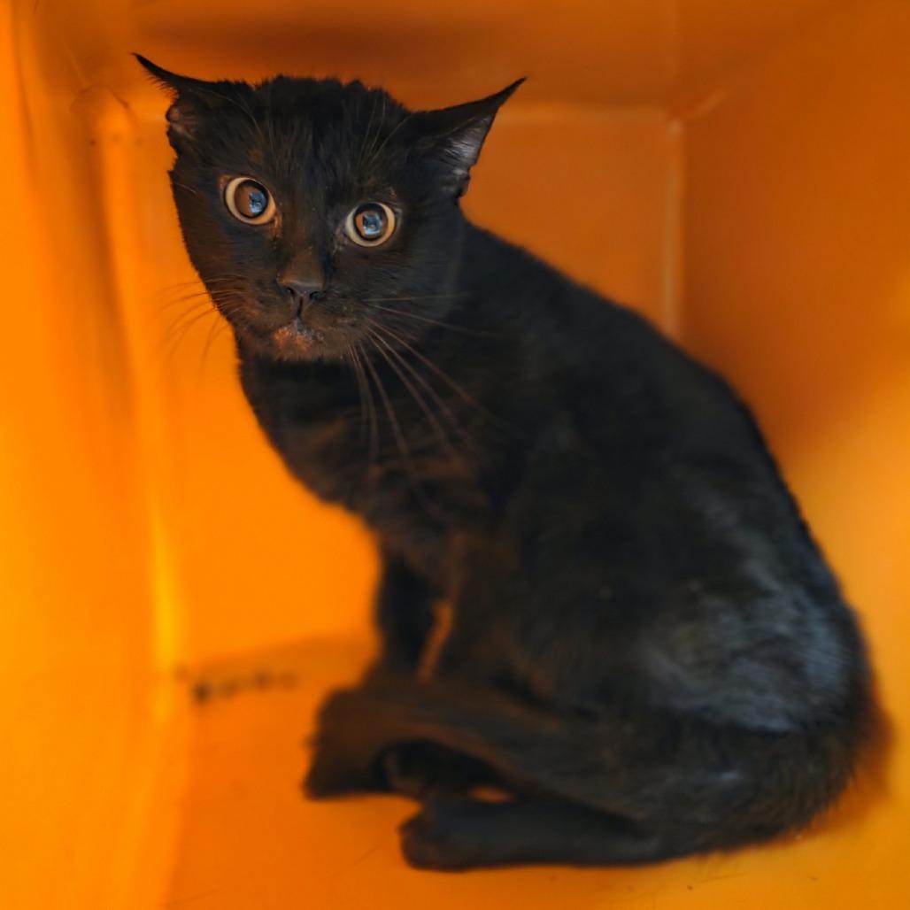 Enlarge Beetle, a Adoptable American Shorthair in Houston, TX image 2/6