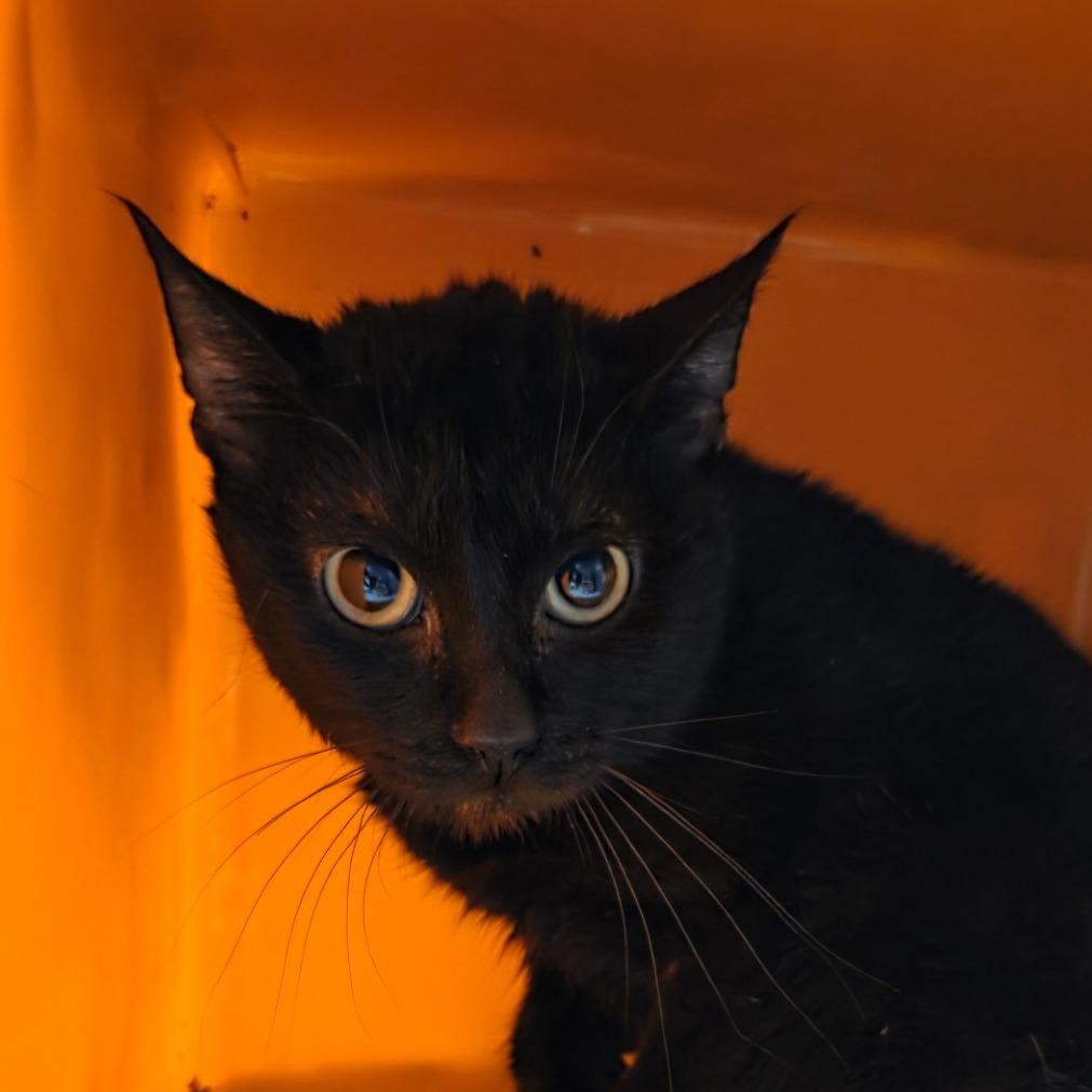 Enlarge Beetle, a Adoptable American Shorthair in Houston, TX image 3/6