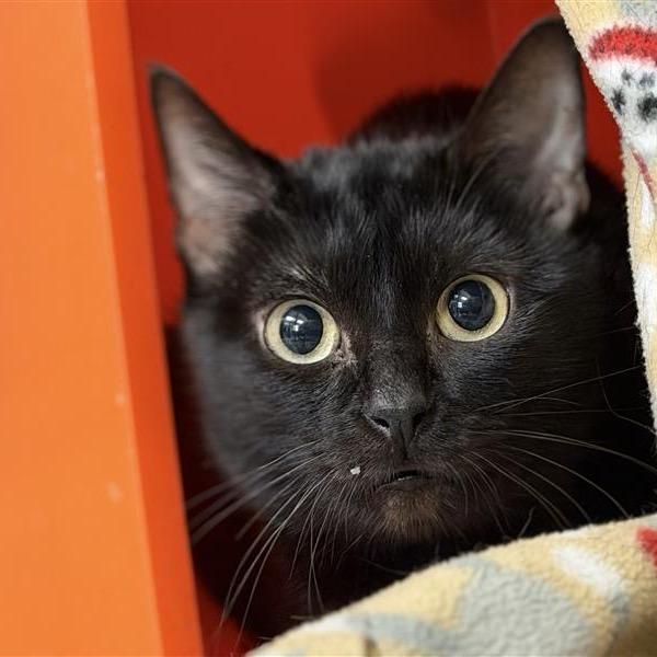 Enlarge Beetle, a Adoptable American Shorthair in Houston, TX image 4/6