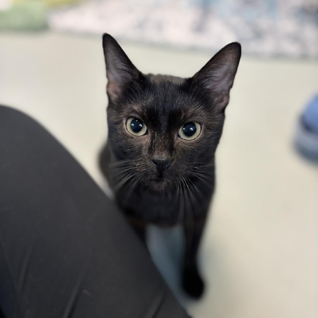 Enlarge Beetle, a Adoptable American Shorthair in Houston, TX image 5/6