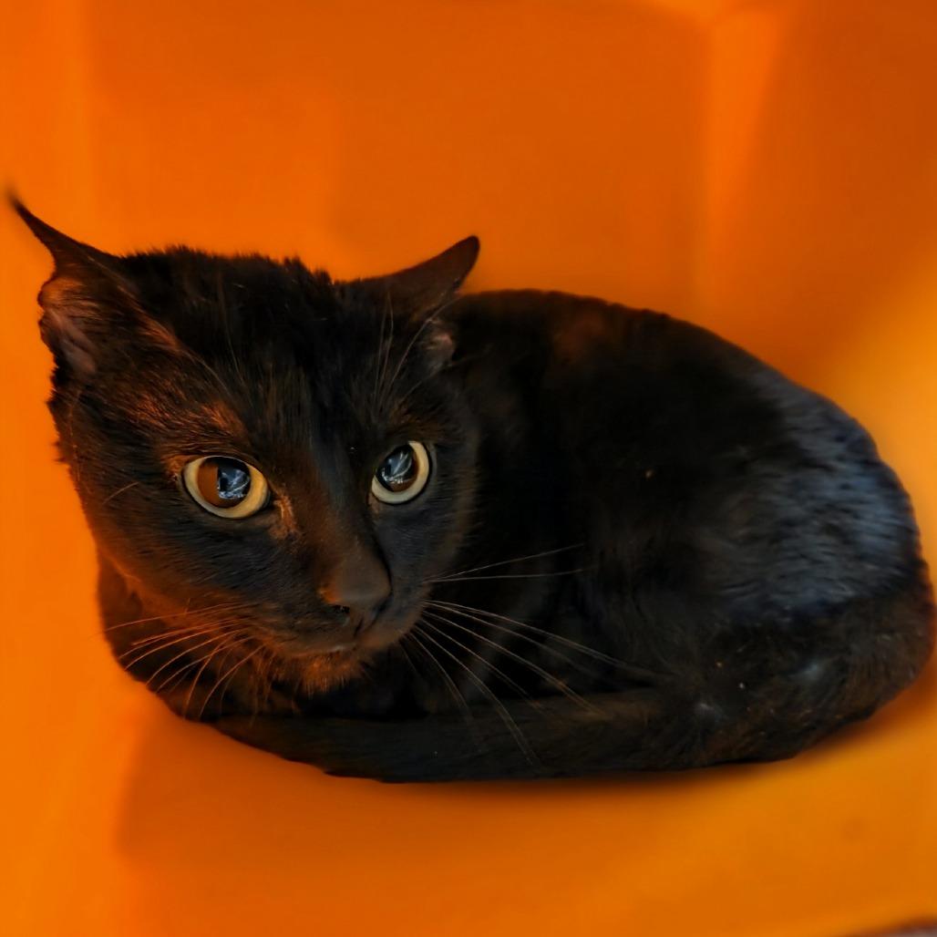 Enlarge Beetle, a Adoptable American Shorthair in Houston, TX image 5/6