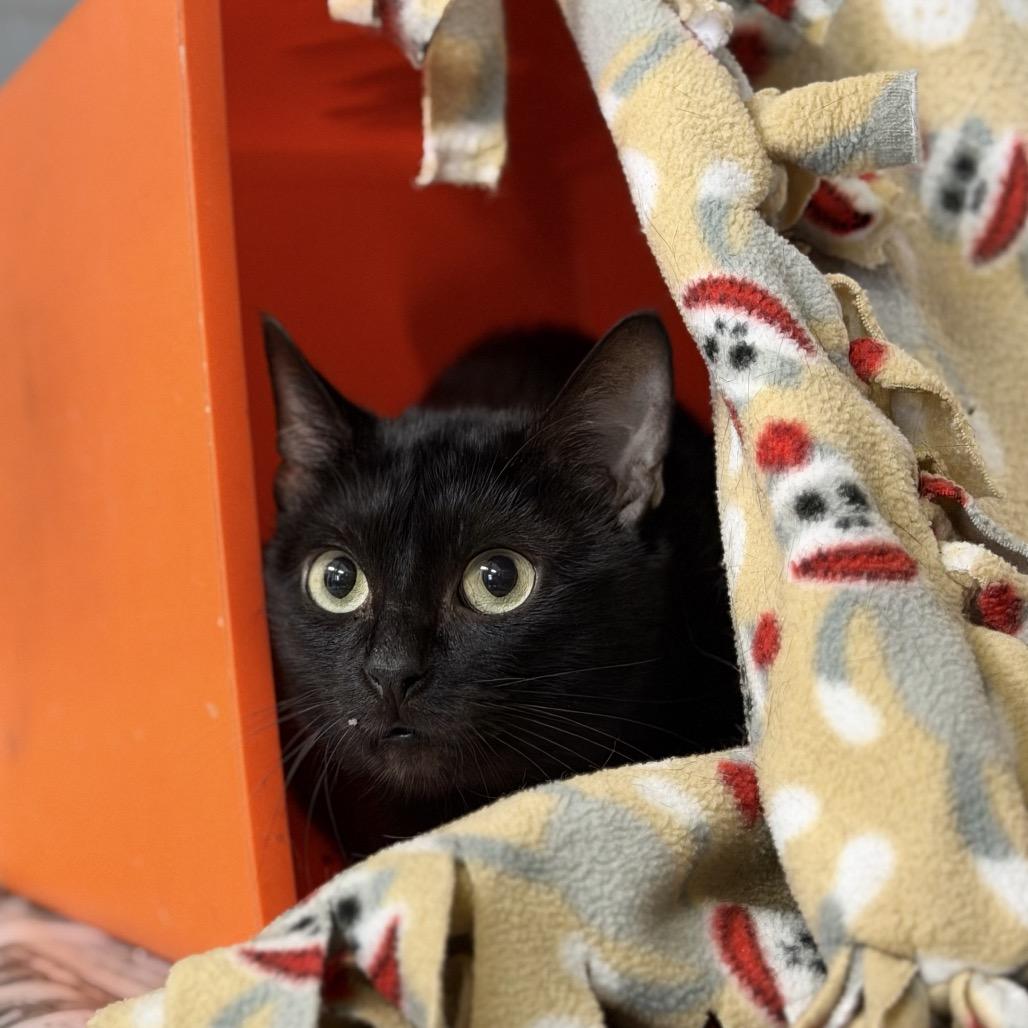 Enlarge Beetle, a Adoptable American Shorthair in Houston, TX image 6/6