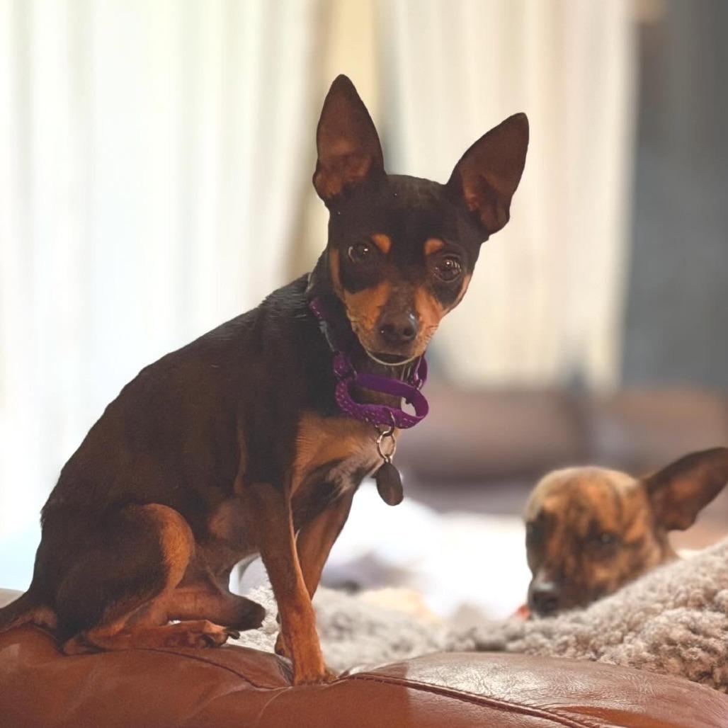 Indy, a Adoptable Chihuahua in Katy, TX image 2/6