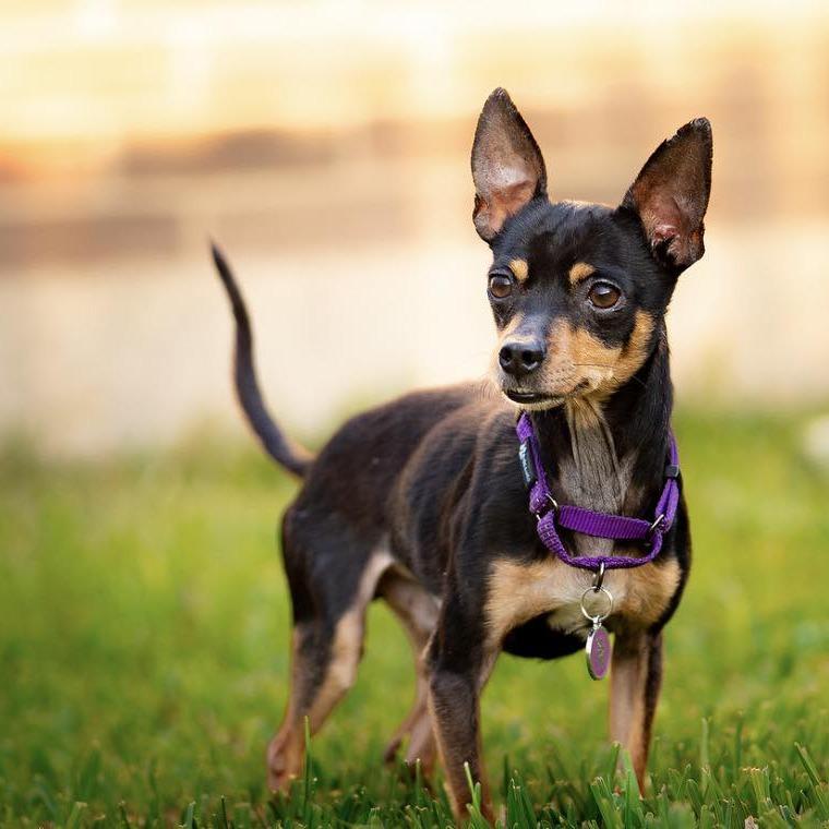 Indy, a Adoptable Chihuahua in Katy, TX image 4/6
