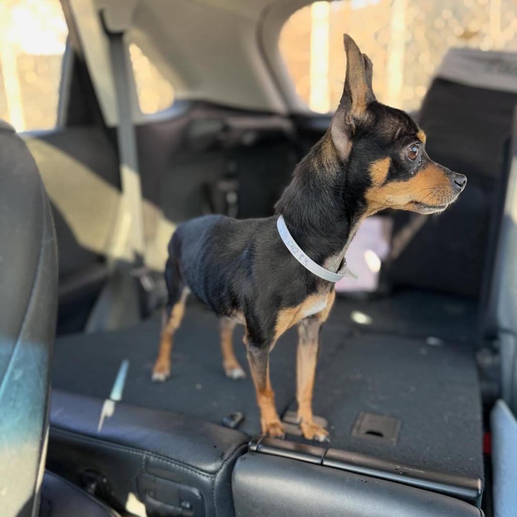 Indy, a Adoptable Chihuahua in Katy, TX image 5/6