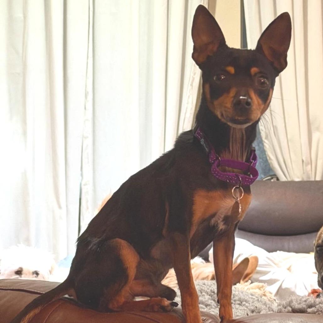 Indy, a Adoptable Chihuahua in Katy, TX image 6/6