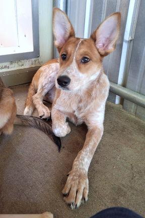 Mango, Adoptable, Young Female Australian Cattle Dog / Blue Heeler & Shepherd.