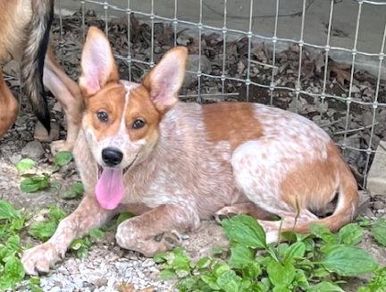 Enlarge Mango, a Adoptable mixed breed in Mountain View, AR image 1/3