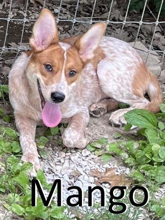 Mango, a Adoptable mixed breed in Mountain View, AR image 3/3